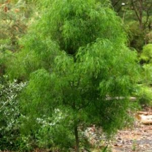 Acacia cognata Common / Product Name: Emeraldcurl PBR
