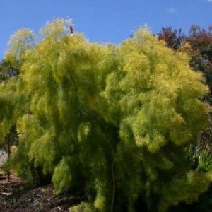 Acacia cognata