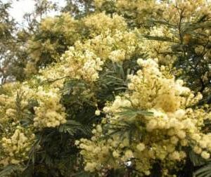 Acacia dealbata