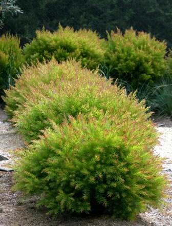 Acacia fimbriata dwarf