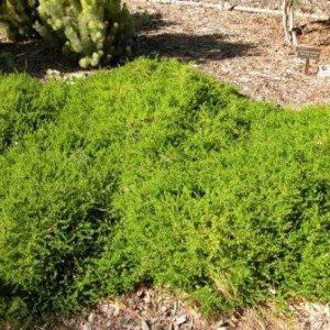 Acacia lasiocarpa prostrate