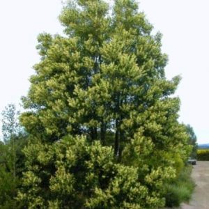 Acacia melanoxylon