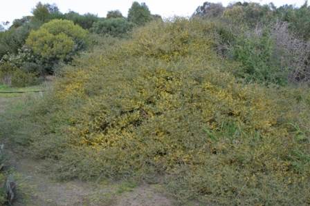 Acacia redolens prostrate