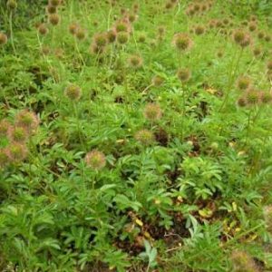 Acaena novae zelandiae