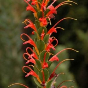 Adenanthos obovatus