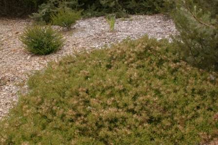 Adenanthos pungens subsp. effusus