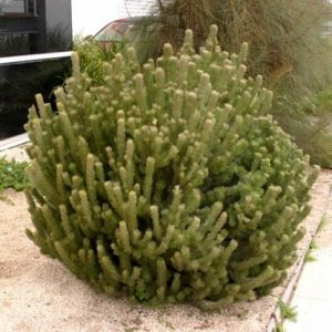 Adenanthos sericeus compact