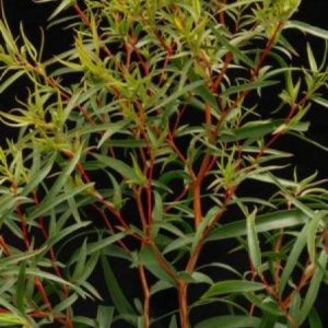 Agonis flexuosa dwarf