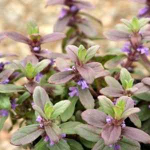 Ajuga australis prostrate form