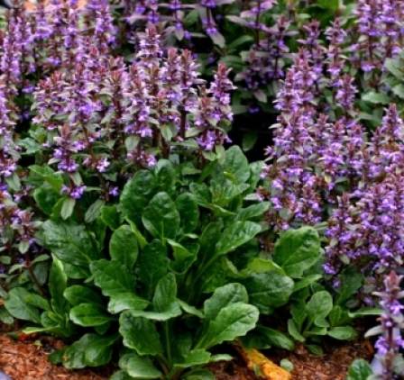 Ajuga australis upright form
