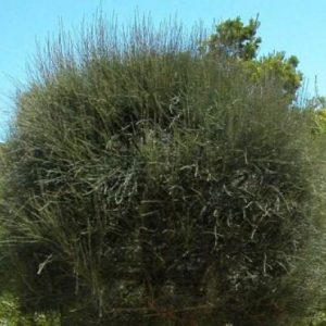 Allocasuarina verticillata dwarf