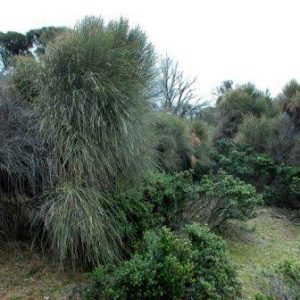 Allocasuarina verticillata