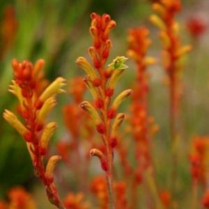 Anigozanthos