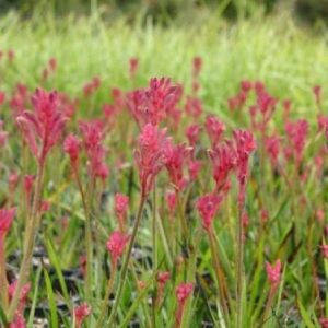 Anigozanthos