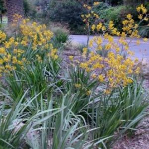 Anigozanthos