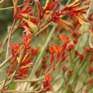 Anigozanthos