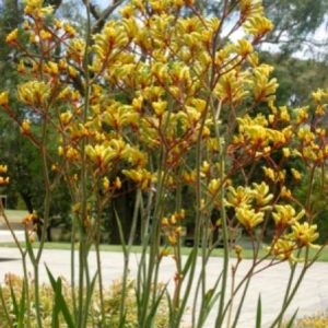 Anigozanthos flavidus