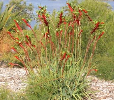 Anigozanthos manglesii