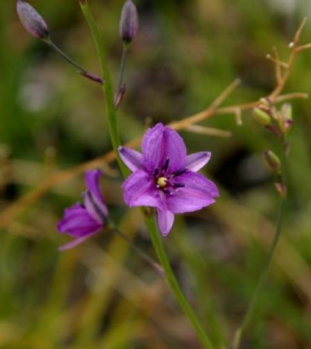 Arthropodium strictum