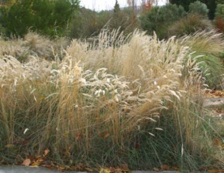 Rytidosperma caespitosa syn. Austrodanthonia syn.(Danthonia) blue form