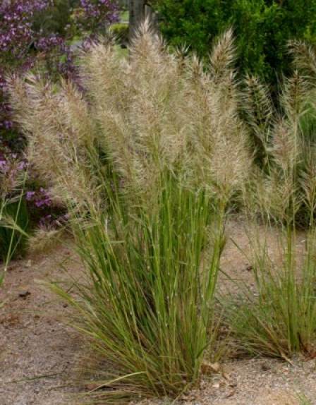 Austrostipa syn.(Stipa) mollis