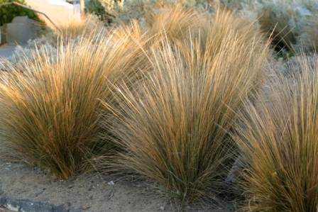 Austrostipa syn.(Stipa) stipoides