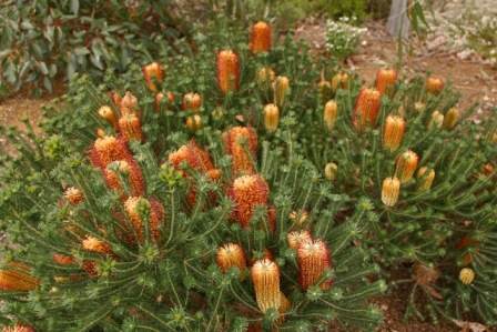 Banksia ericifolia