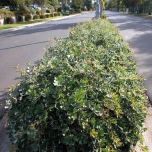 Banksia integrifolia prostrate
