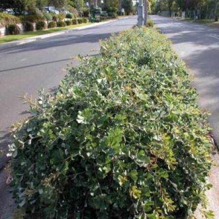 Banksia integrifolia prostrate