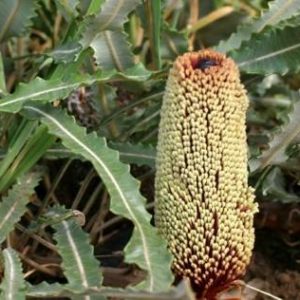 Banksia petiolaris