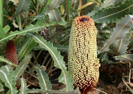 Banksia petiolaris