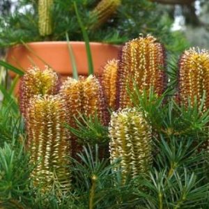 Banksia spinulosa