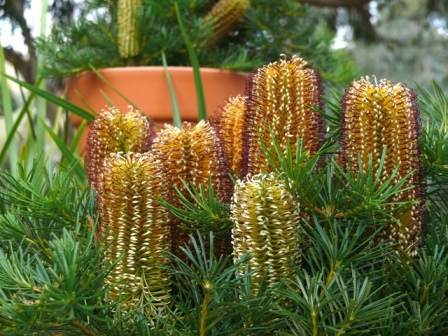 Banksia spinulosa