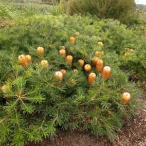 Banksia spinulosa