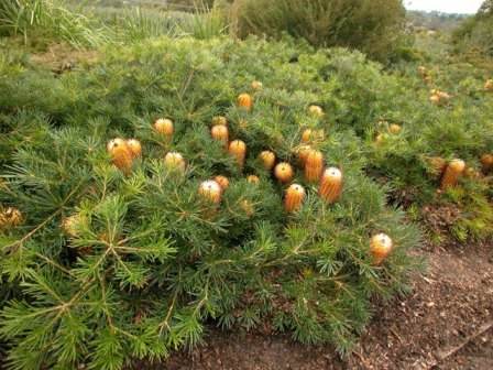 Banksia spinulosa