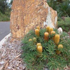 Banksia spinulosa
