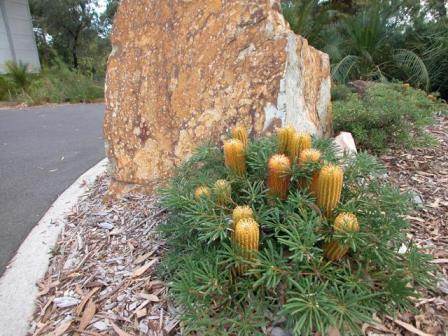 Banksia spinulosa