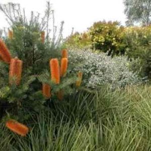 Banksia ericifolia x spinulosa 'Giant Candles'