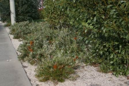 Banksia spinulosa