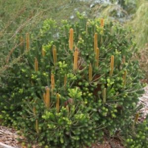 Banksia spinulosa dwarf