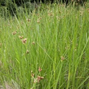 Bolboschoenus medianus