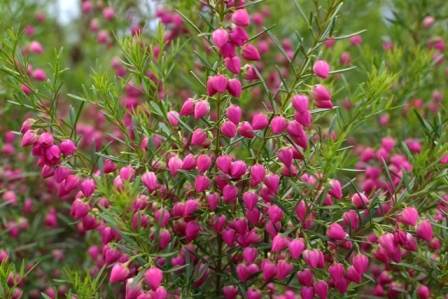 Boronia heterophylla