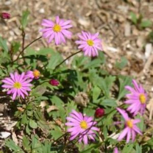 Brachyscome     Common / Product Name: Pink Compact