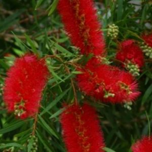 Callistemon hybrid