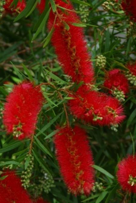 Callistemon hybrid