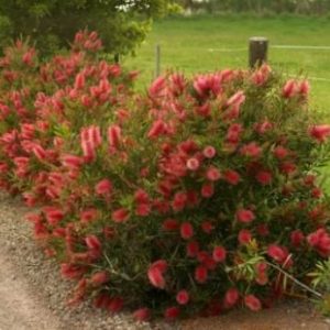 Callistemon