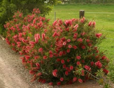 Callistemon