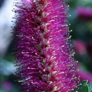 Callistemon citrinus     Common / Product Name: Purple Splendour