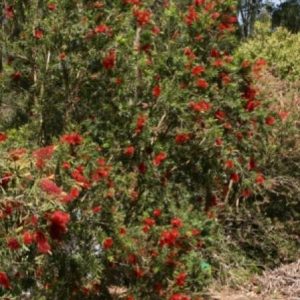 Callistemon citrinus