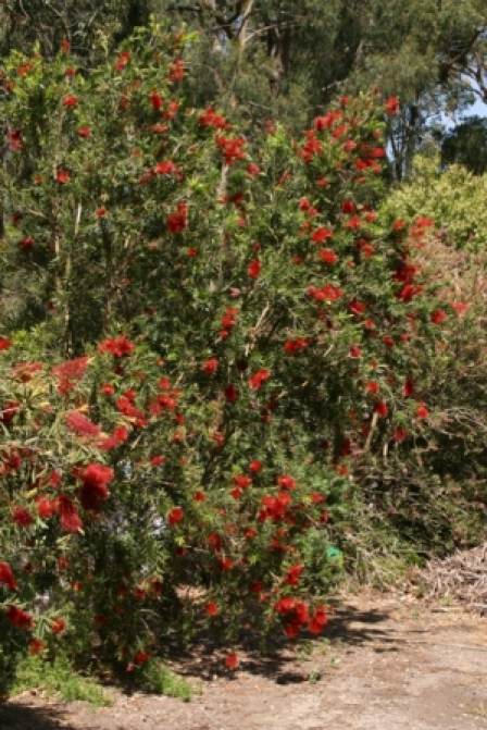 Callistemon citrinus